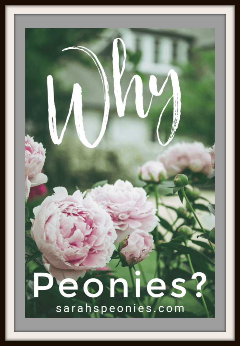 Why Peonies?